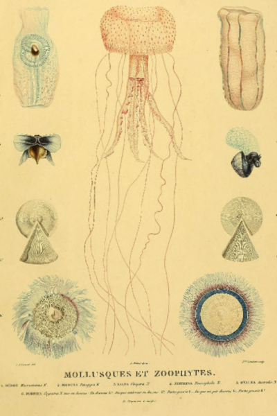 IL1V-Mollusque et Zoophytes